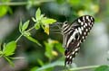 106 Afrikanischer Schwalbenschwanz - Papilio demedocus